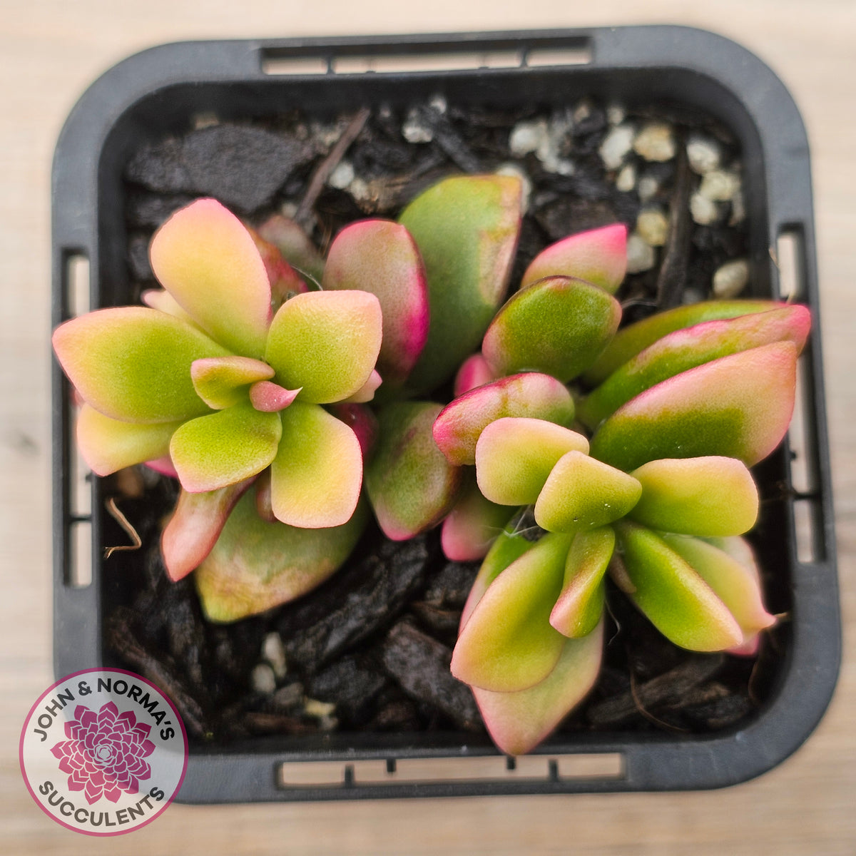Anacampseros telephiastrum variegata 'Sunrise'