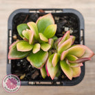 Anacampseros telephiastrum variegata 'Sunrise'