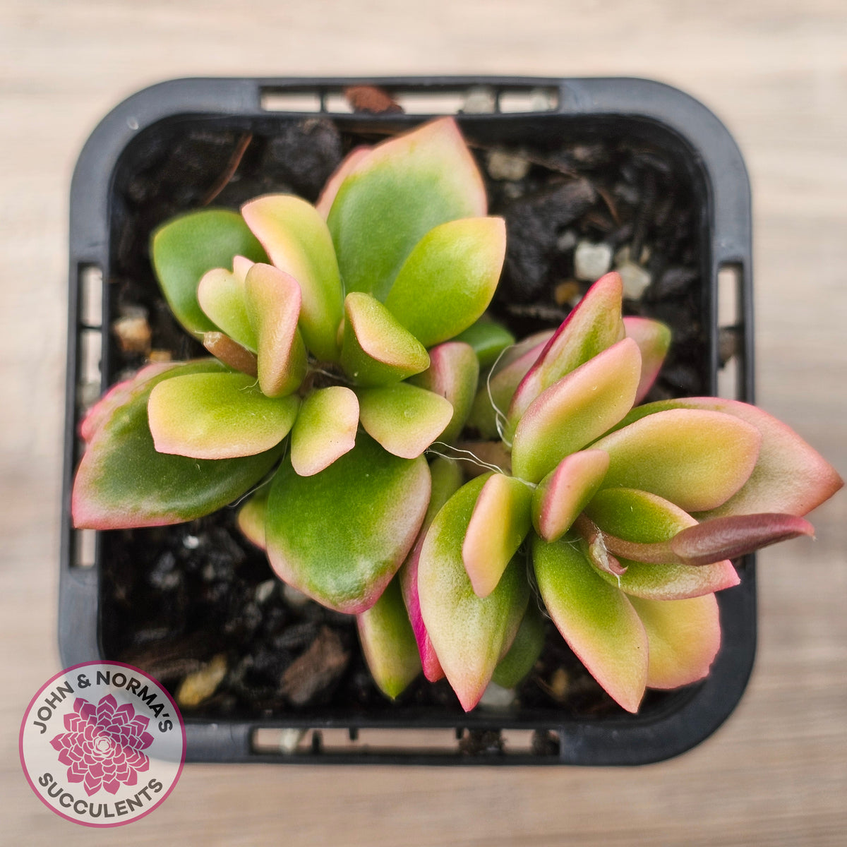 Anacampseros telephiastrum variegata 'Sunrise'