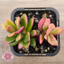 Load image into Gallery viewer, Anacampseros telephiastrum variegata 'Sunrise'
