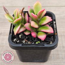 Load image into Gallery viewer, Anacampseros telephiastrum variegata 'Sunrise'
