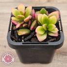Anacampseros telephiastrum variegata 'Sunrise'