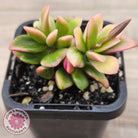 Anacampseros telephiastrum variegata 'Sunrise'