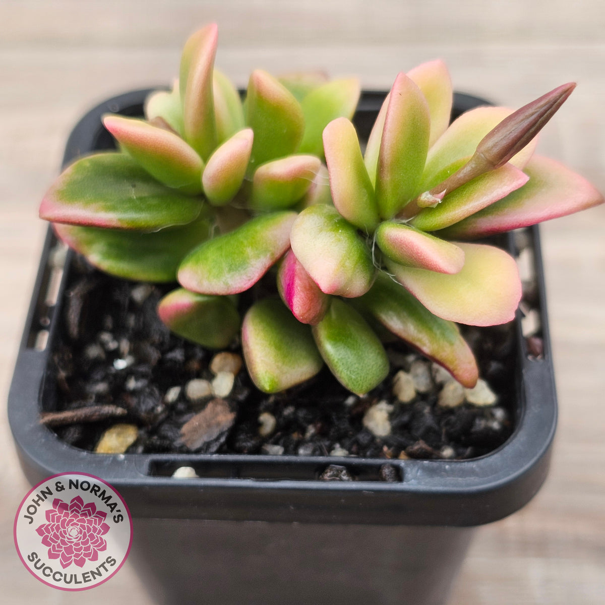 Anacampseros telephiastrum variegata 'Sunrise'