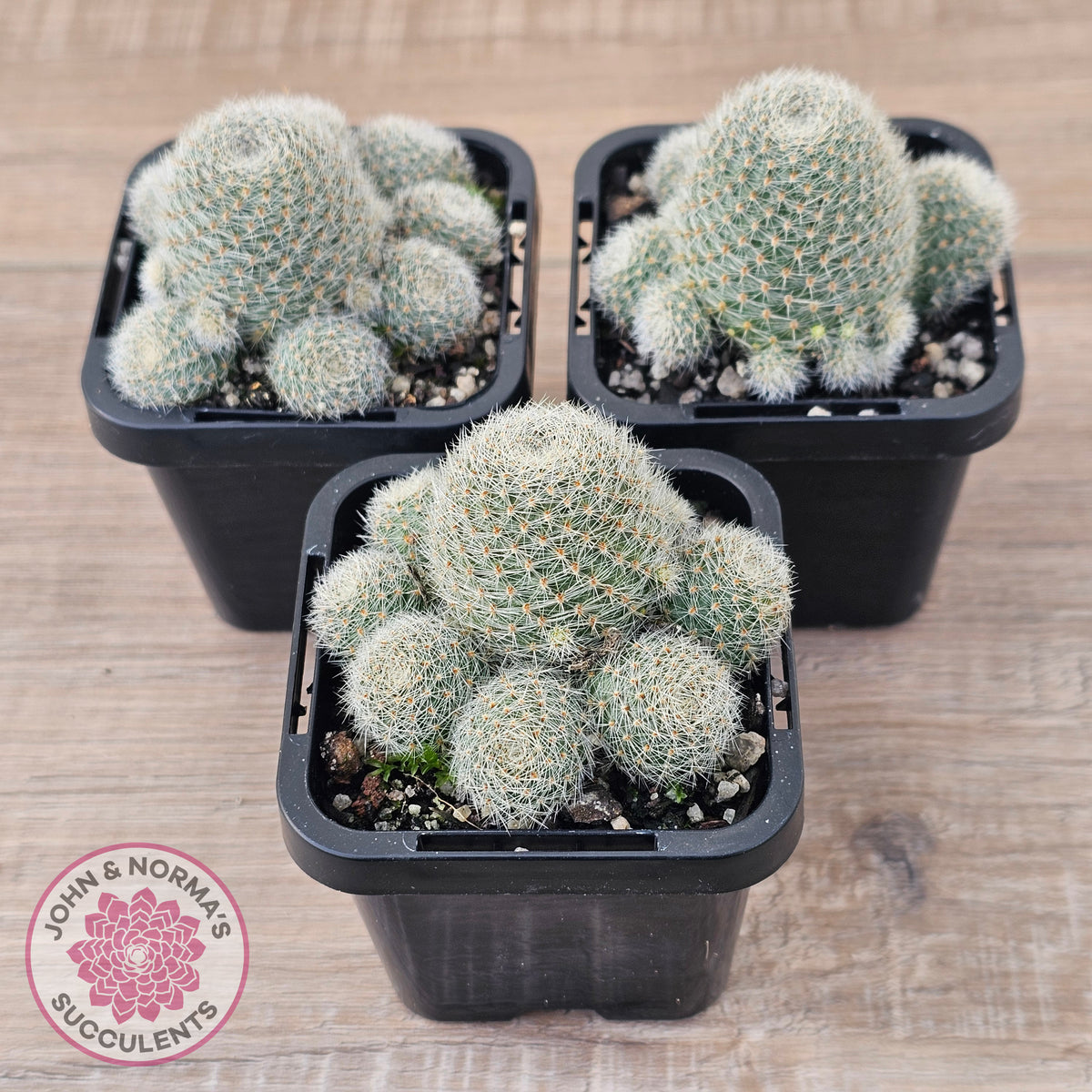 Aylostera Pink Champagne