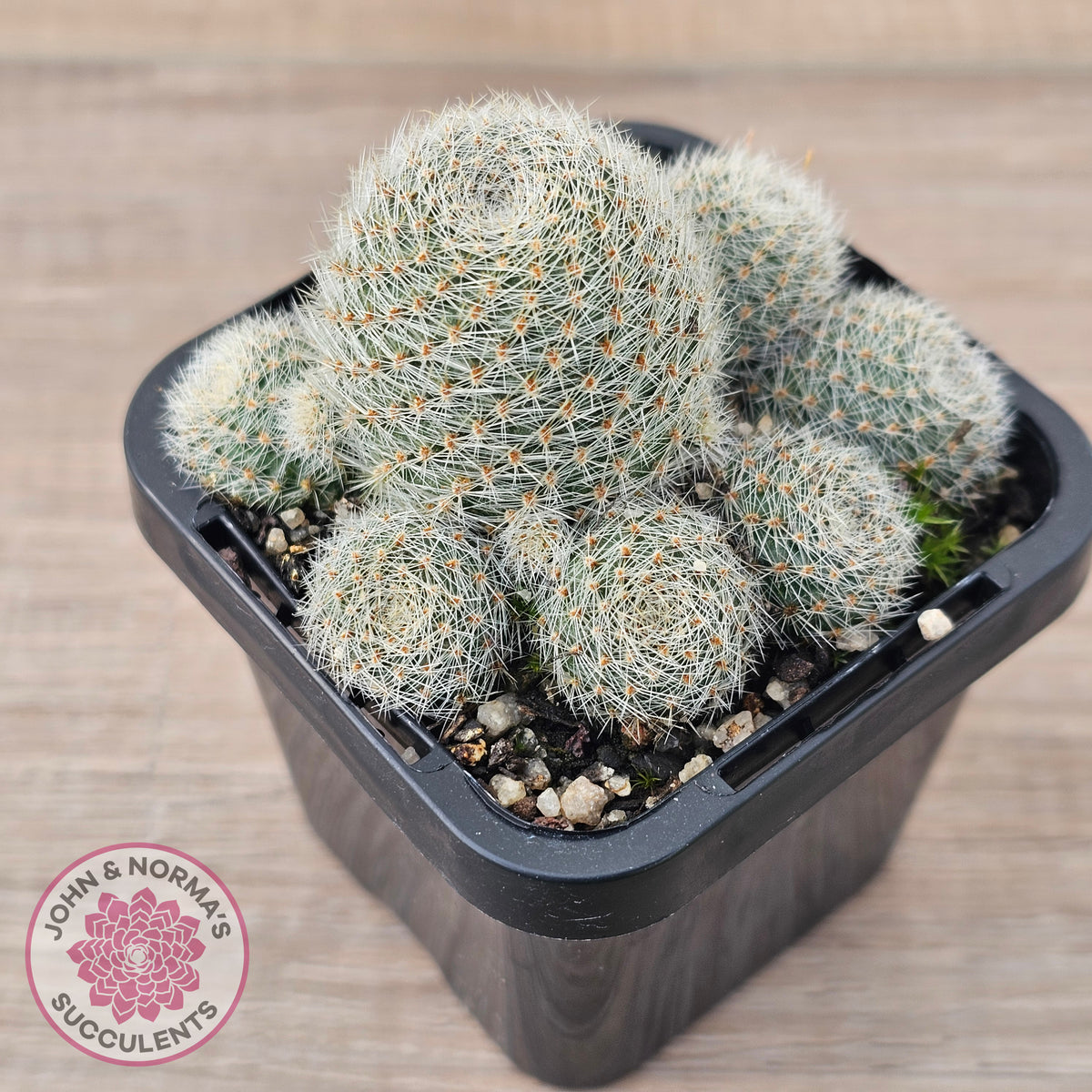 Aylostera Pink Champagne