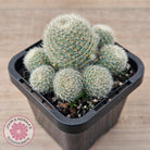 Aylostera Pink Champagne