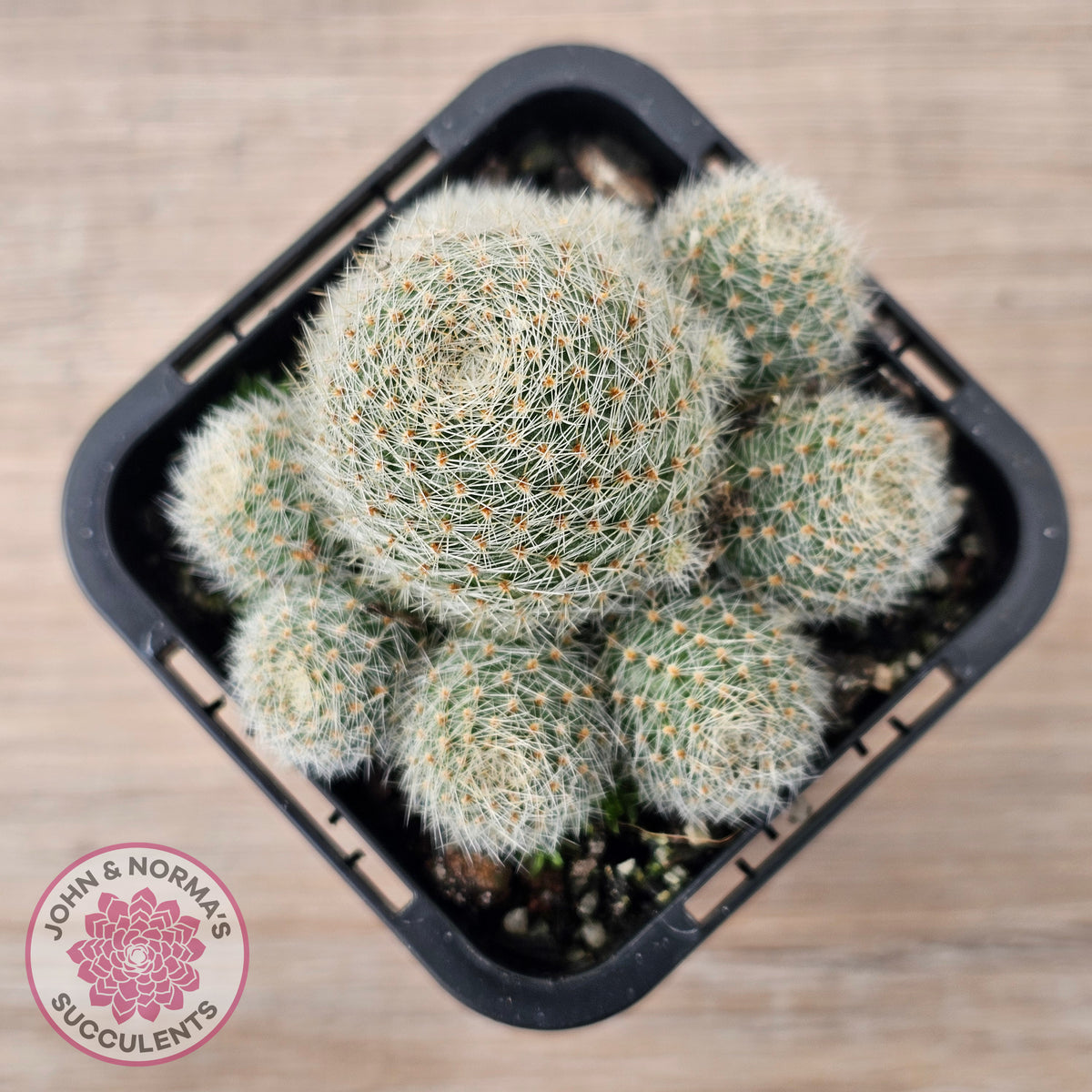 Aylostera Pink Champagne