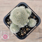 Aylostera Pink Champagne