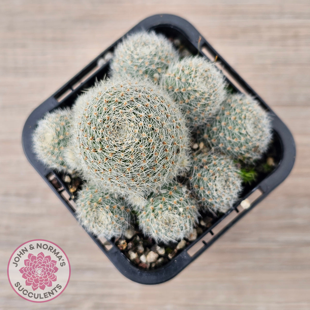 Aylostera Pink Champagne