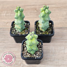 'Blue Boobs' Cactus