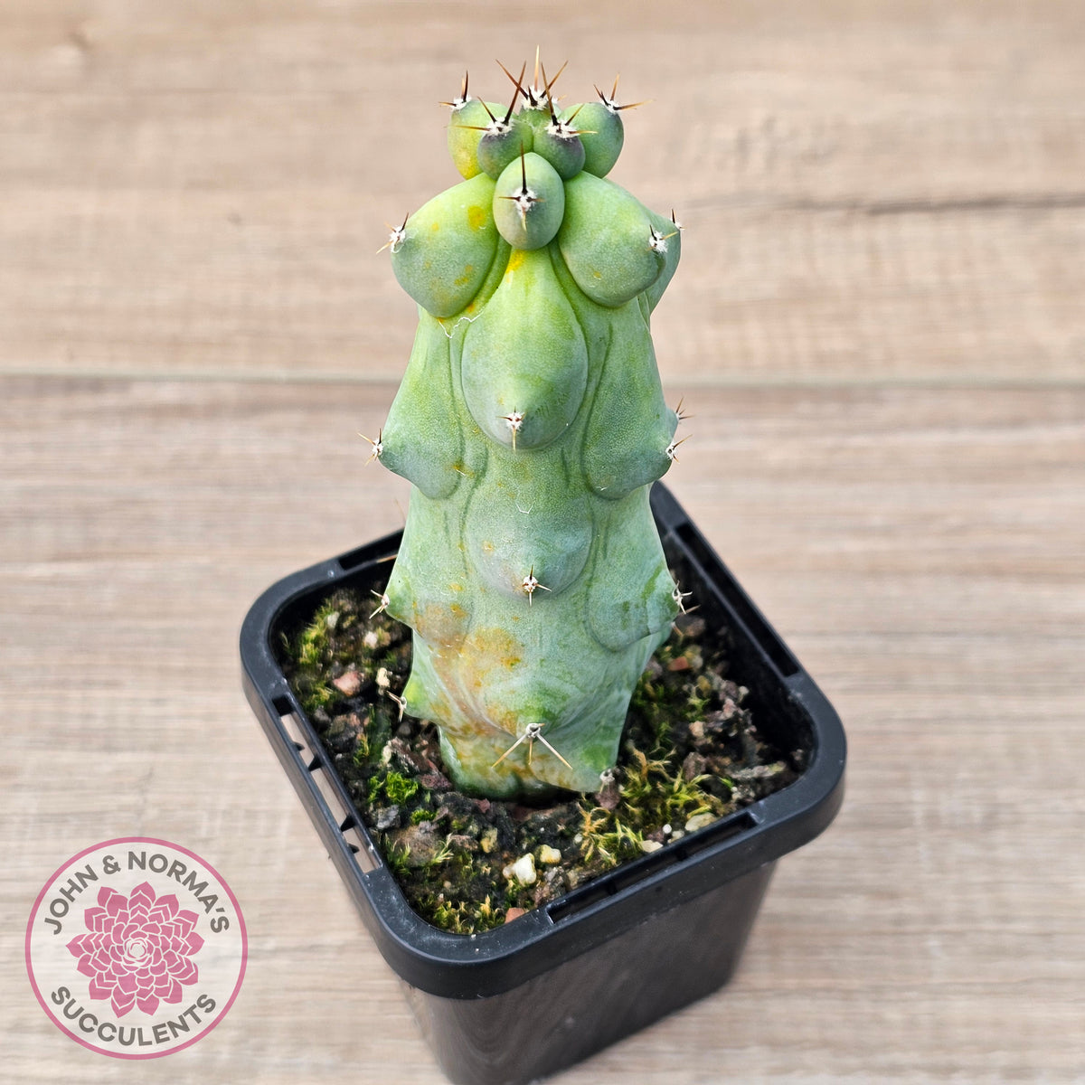 'Blue Boobs' Cactus