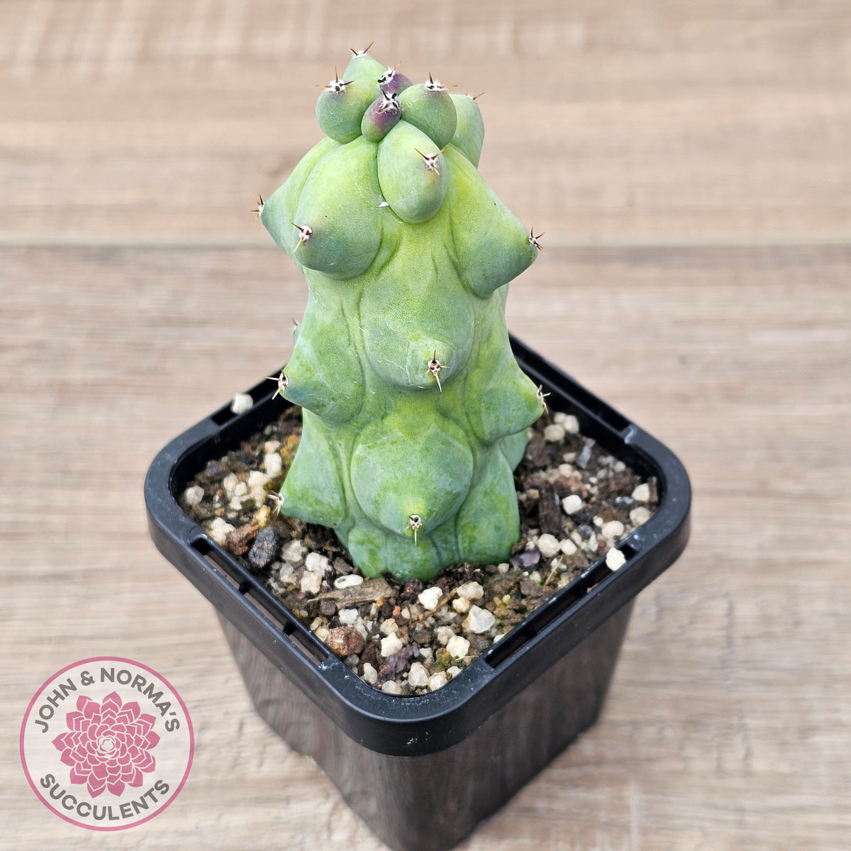'Blue Boobs' Cactus