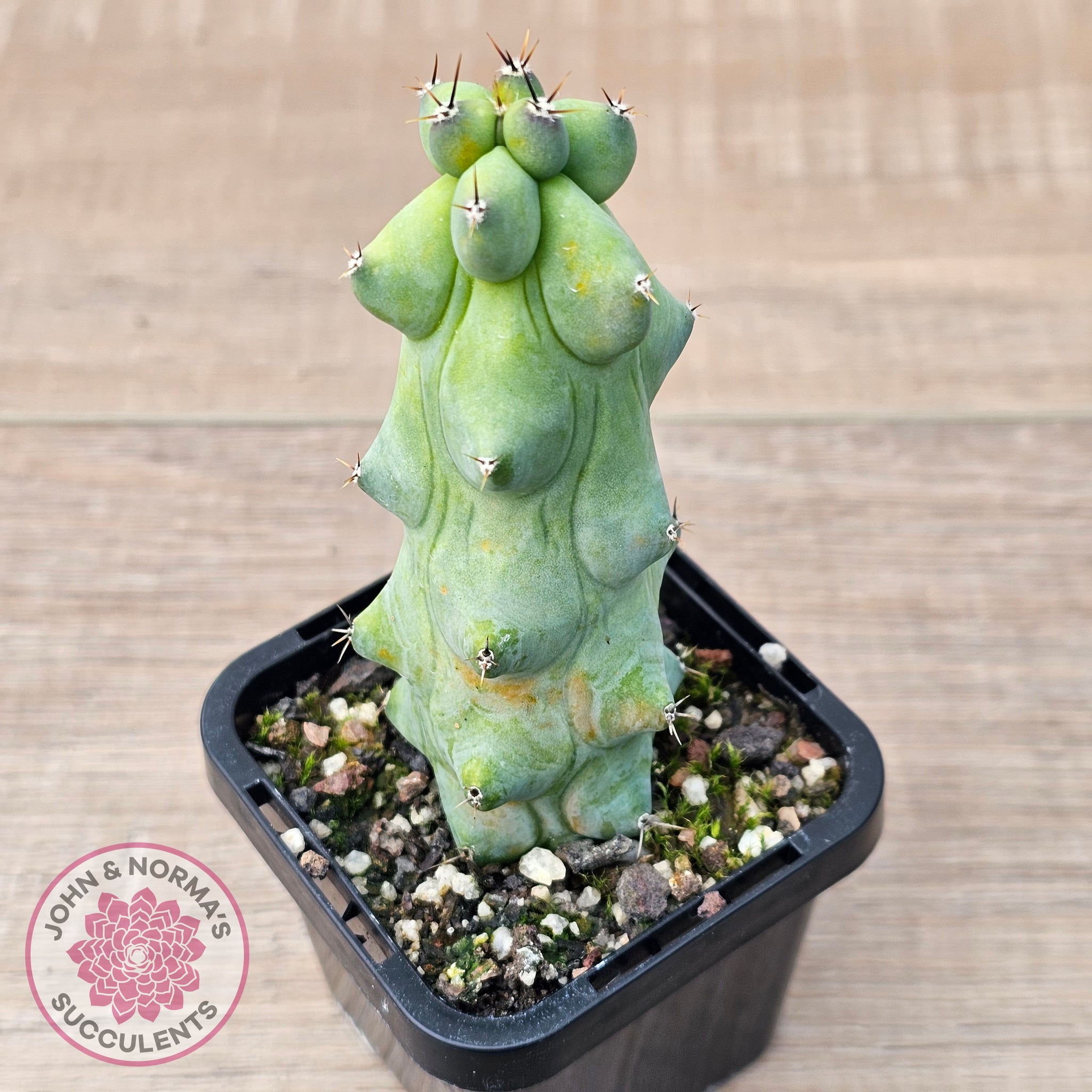 Buy 'Blue Boobs' Cactus Australia