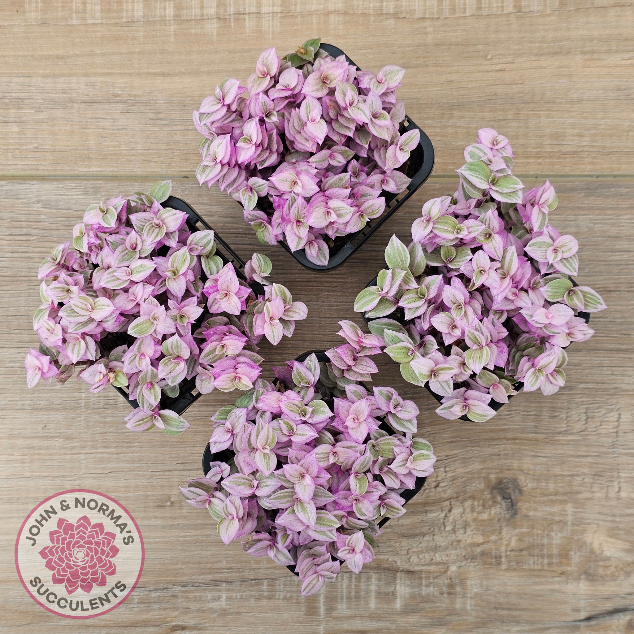 pink lady plant indoor Buy Callisia repens 'Pink Lady' Australia