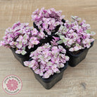 Callisia repens 'Pink Lady'