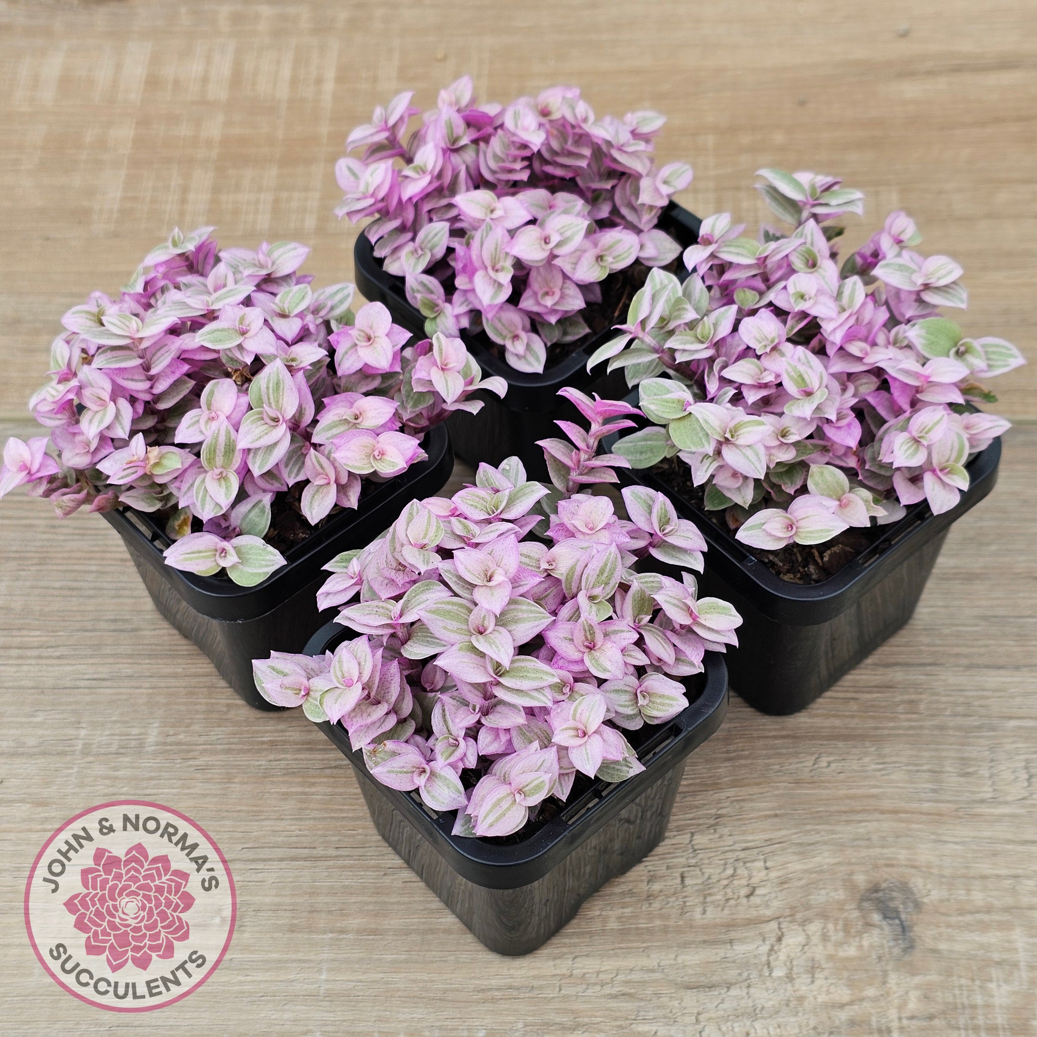 pink panther succulent Buy Callisia repens 'Pink Lady' Australia