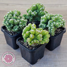 Cereus Snowcapped