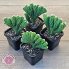 Cereus 'Wild Thing'