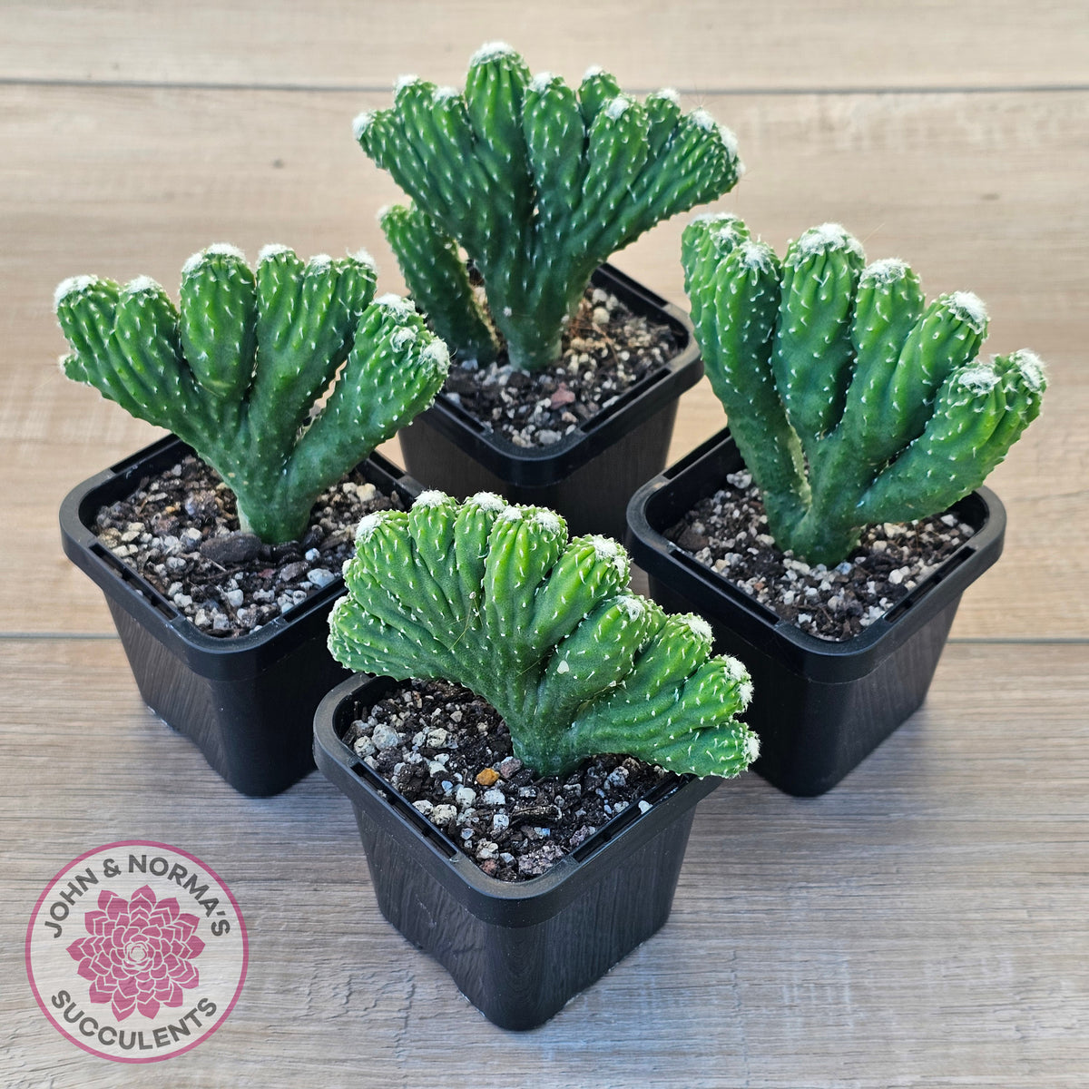 Cereus 'Wild Thing'