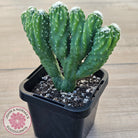 Cereus 'Wild Thing'