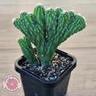 Cereus 'Wild Thing'