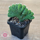 Cereus 'Wild Thing'