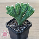 Cereus 'Wild Thing'