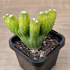 Cereus 'Wild Thing'
