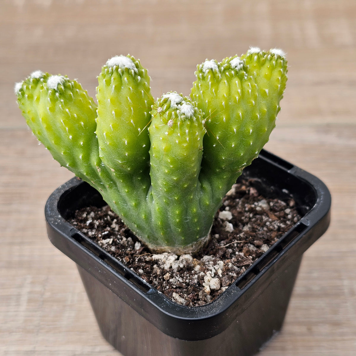 Cereus 'Wild Thing'