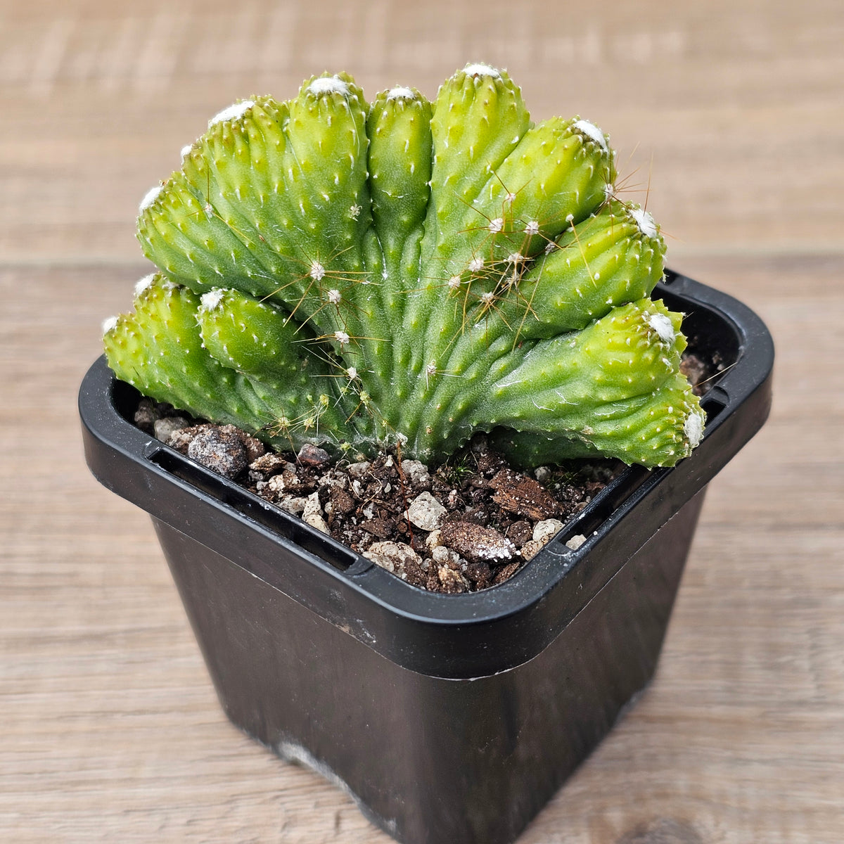Cereus 'Wild Thing'