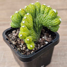 Cereus 'Wild Thing'