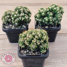 Cereus forbesii 'Tiny Tot'