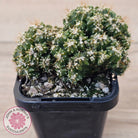 Cereus forbesii 'Tiny Tot'