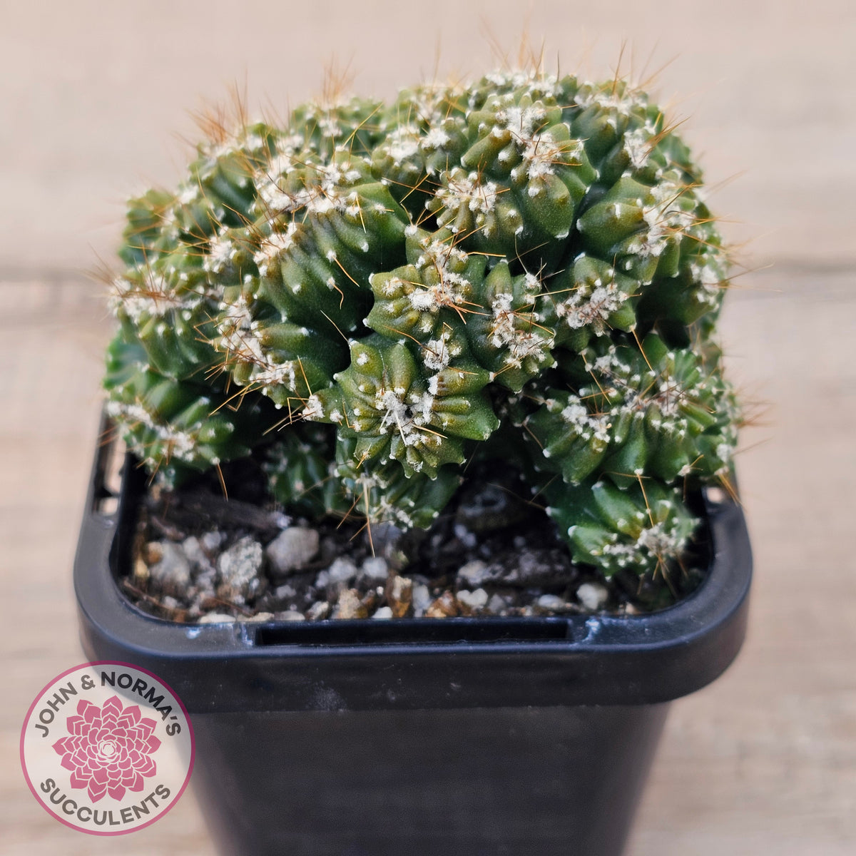 Cereus forbesii 'Tiny Tot'