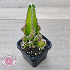 Cereus 'Fairy Castle'
