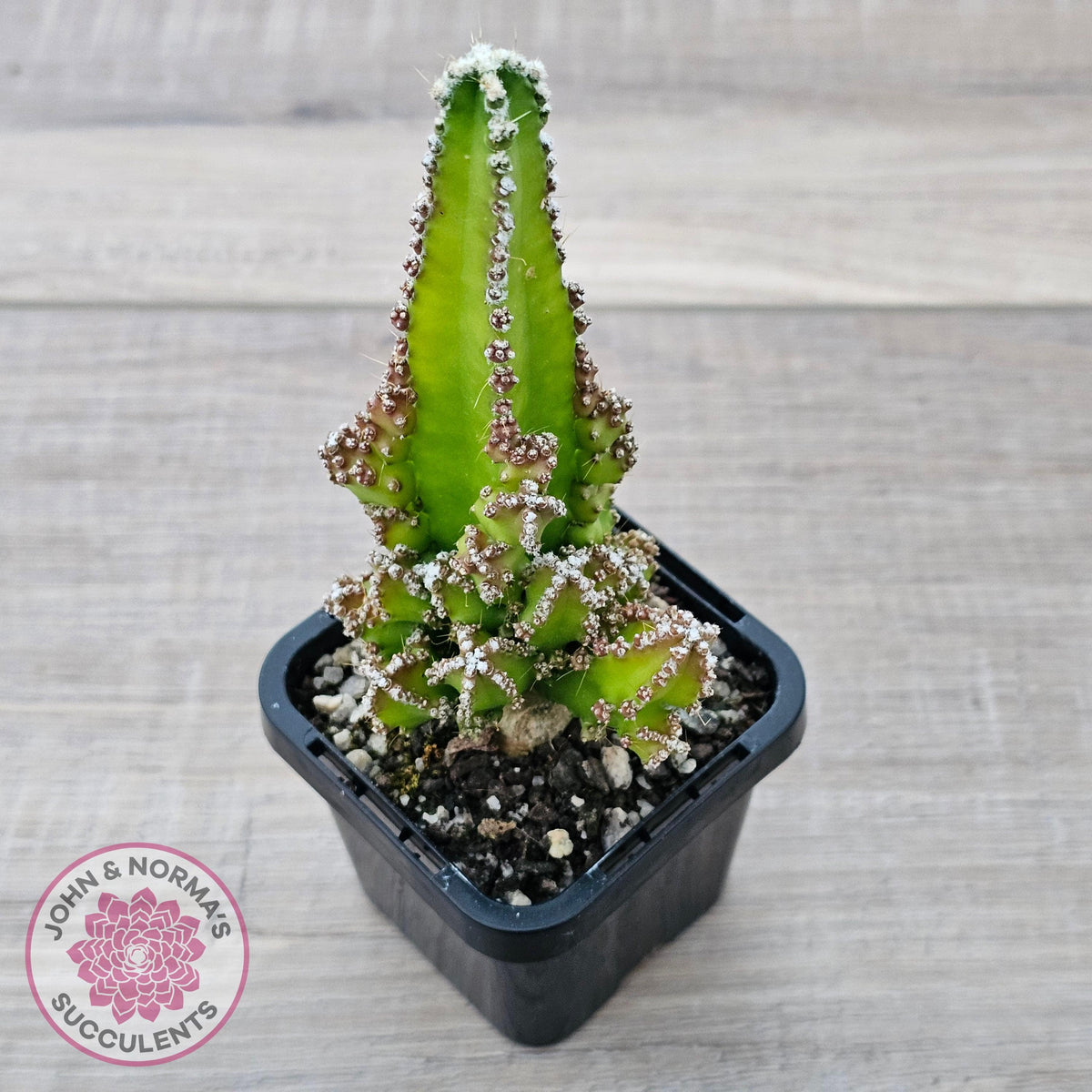 Cereus 'Fairy Castle'