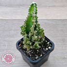 Cereus 'Fairy Castle'