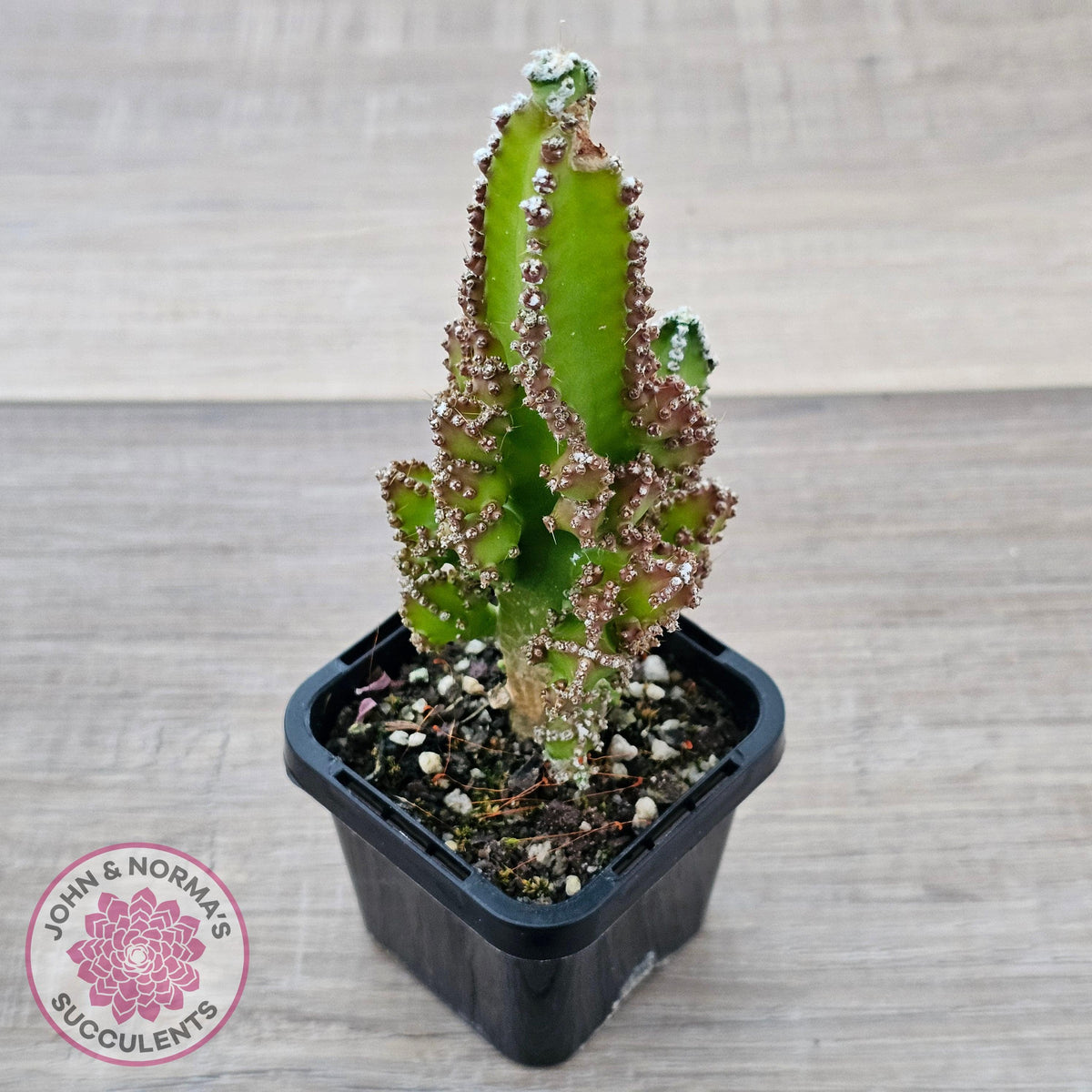 Cereus 'Fairy Castle'