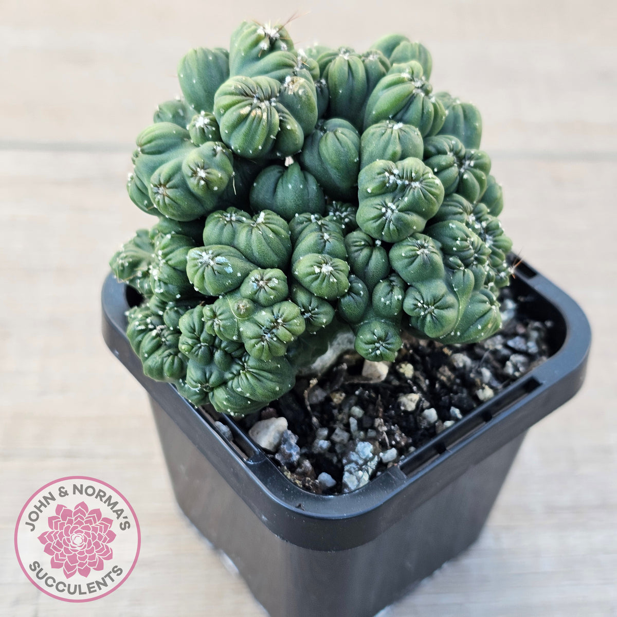 Cereus 'Ming Thing'