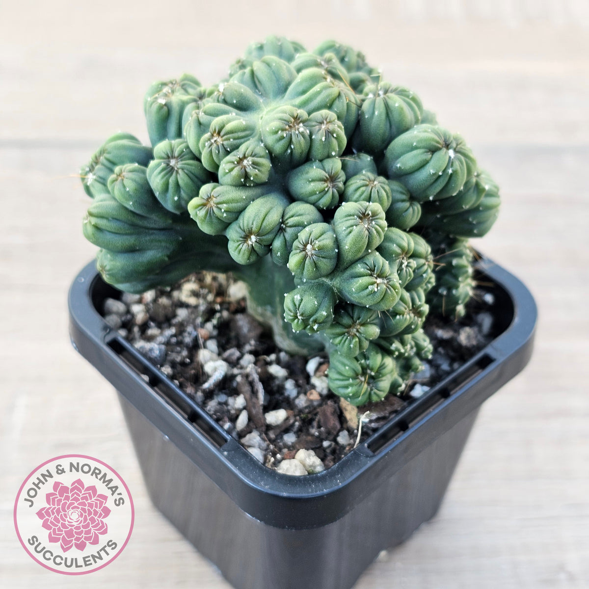 Cereus 'Ming Thing'
