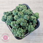 Cereus 'Ming Thing'