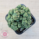 Cereus 'Ming Thing'
