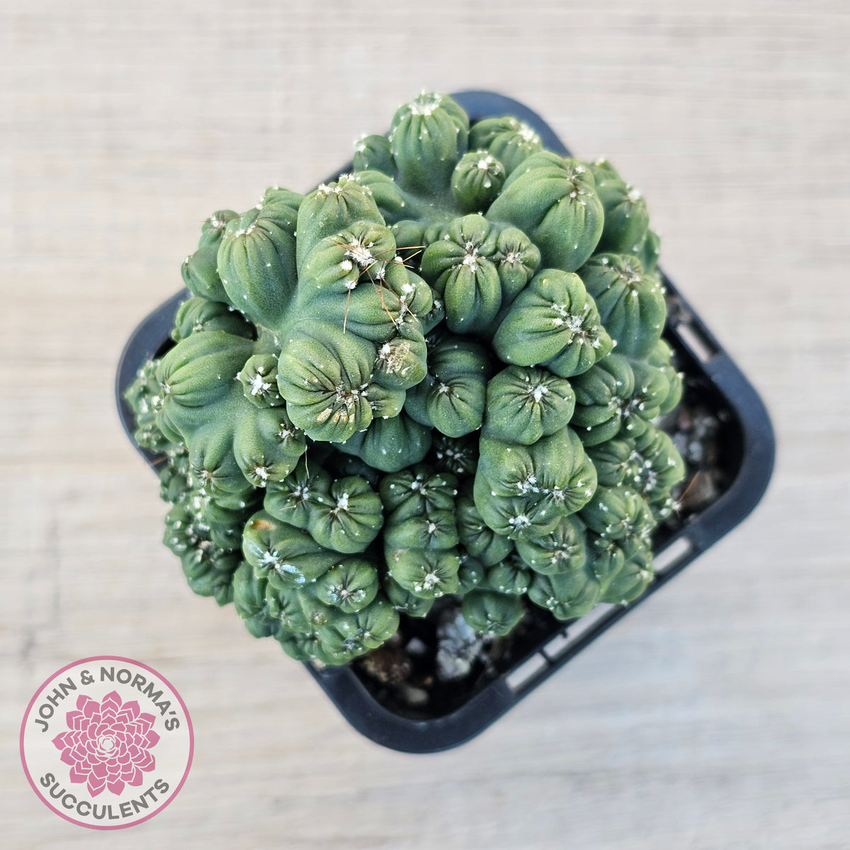 Cereus 'Ming Thing'