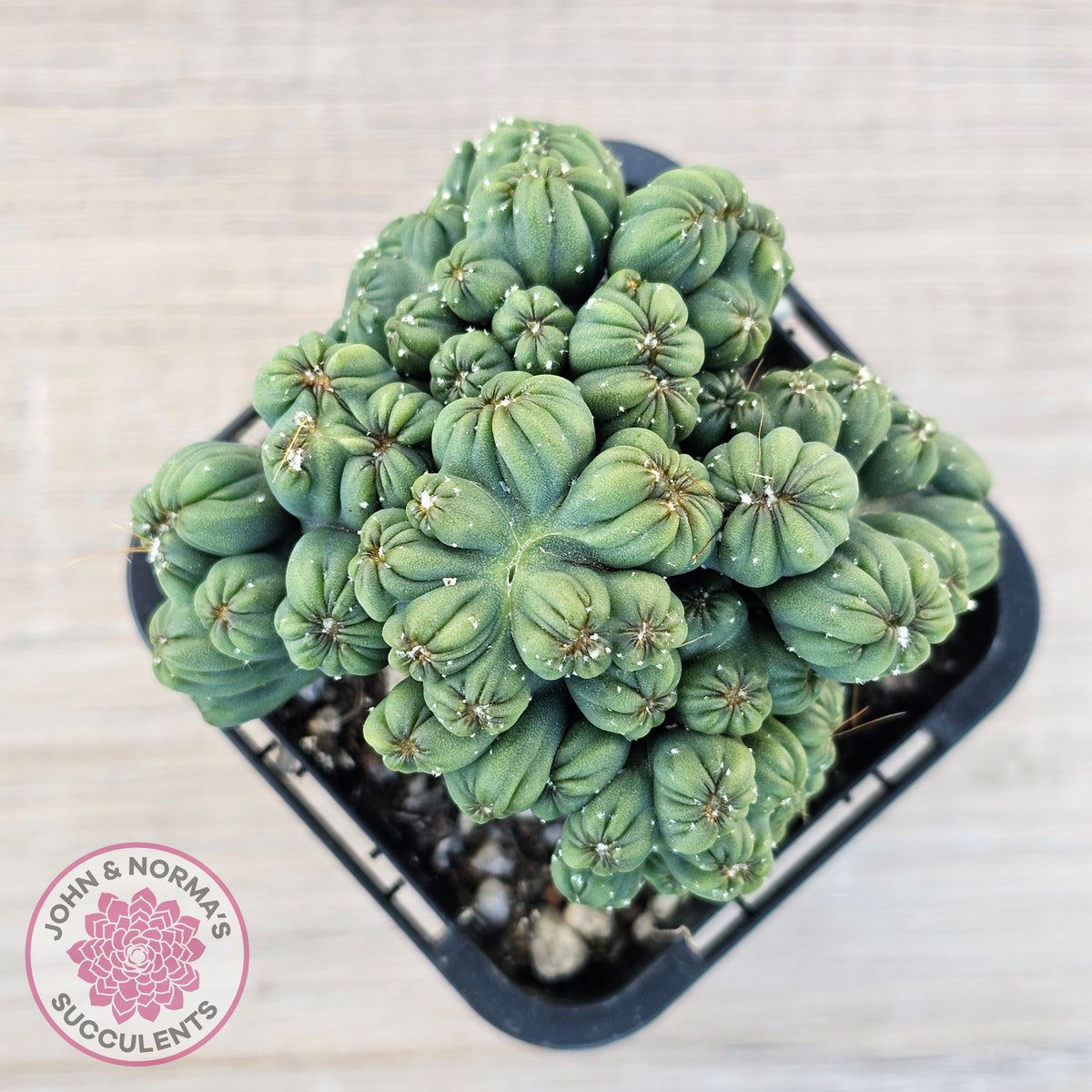 Cereus 'Ming Thing'