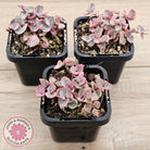 Ceropegia woodii 'Chain of Hearts' variegated (sm)