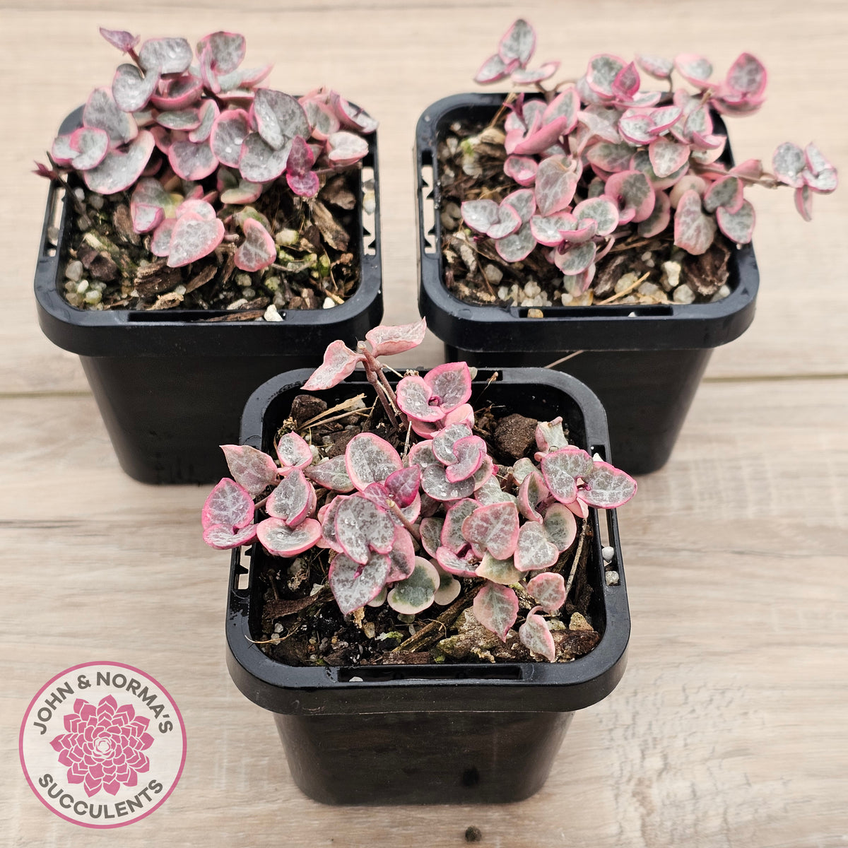 Ceropegia woodii 'Chain of Hearts' variegated (sm)