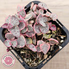 Ceropegia woodii 'Chain of Hearts' variegated (sm)