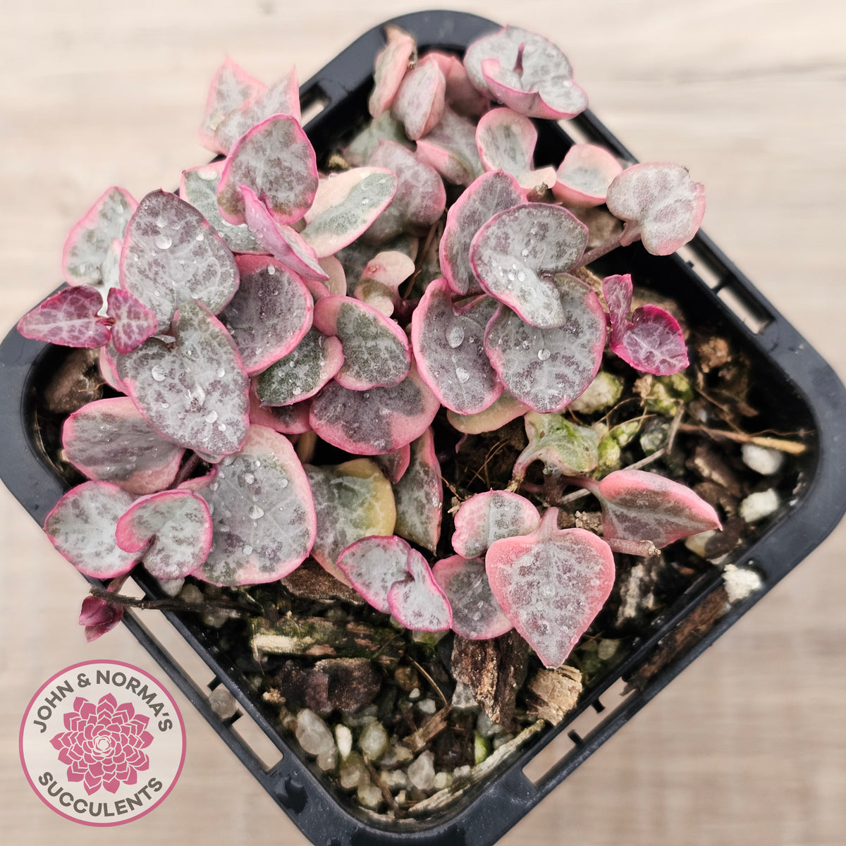 Ceropegia woodii 'Chain of Hearts' variegated (sm)