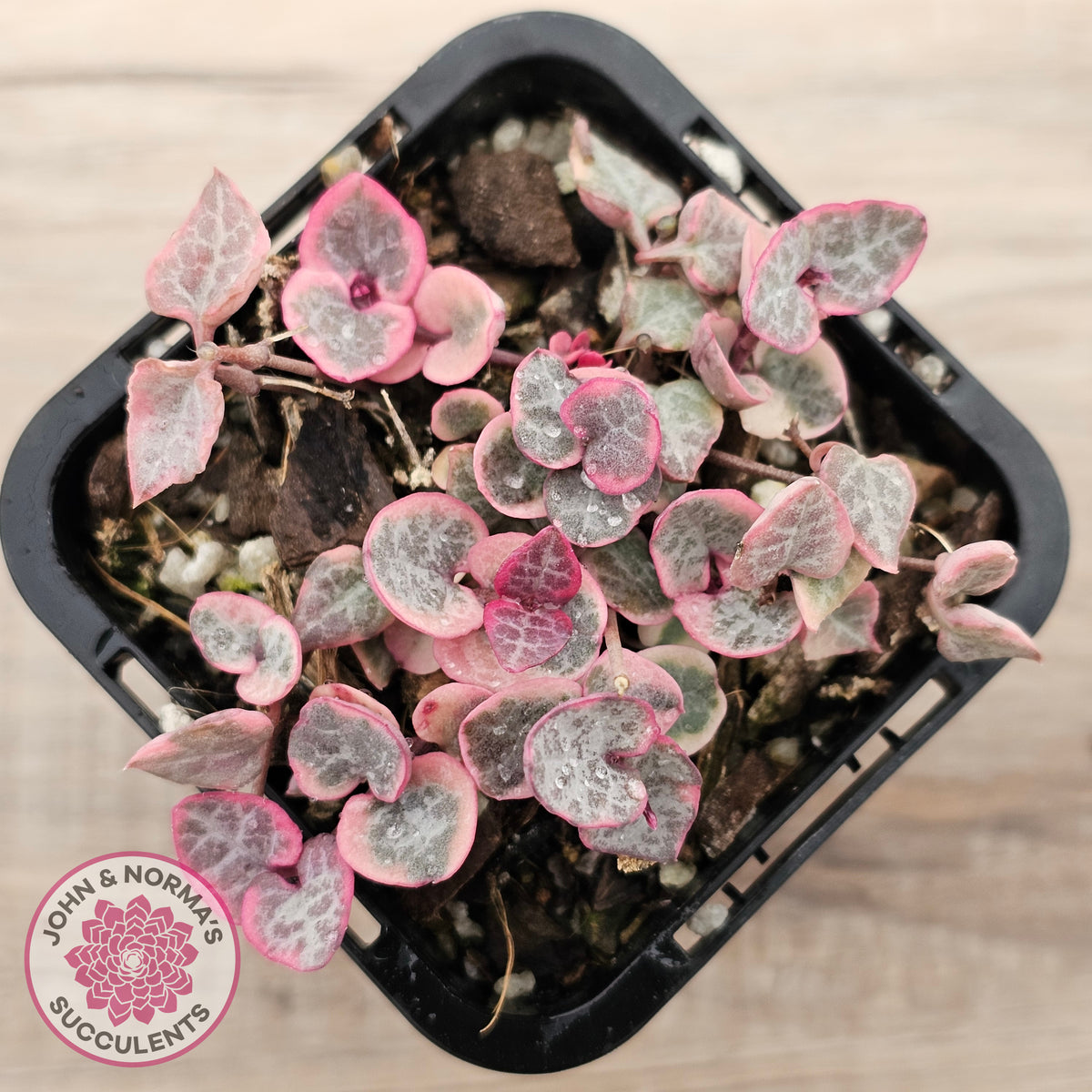 Ceropegia woodii 'Chain of Hearts' variegated (sm)